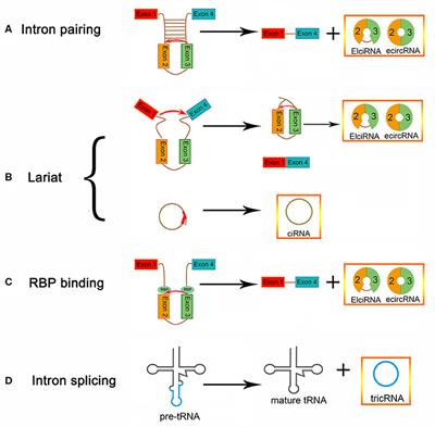 Circular RNA HIPK3: A Key Circular RNA in a Variety of Human Cancers